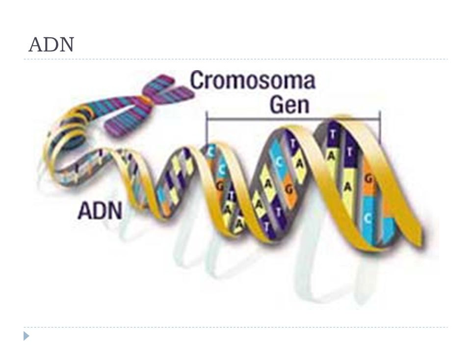 ADN
