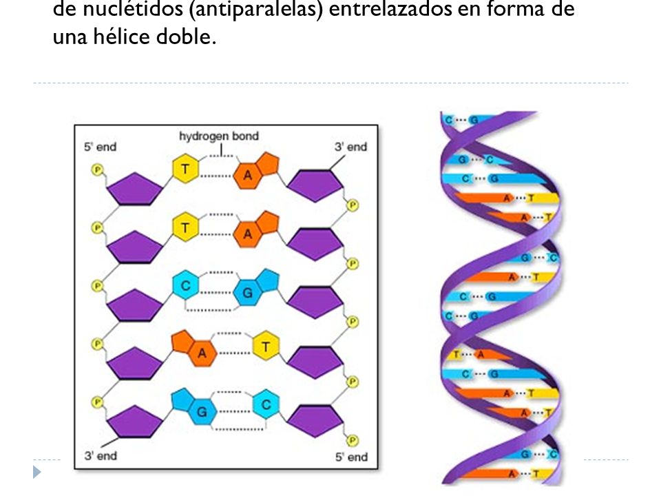 ADN: Cada molécula de ADN consiste en dos cadenas de nuclétidos (antiparalelas) entrelazados en forma de una hélice doble.