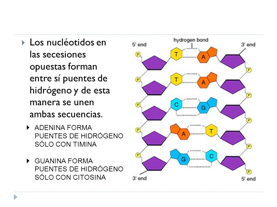 Los nucléotidos en las secesiones opuestas forman entre sí puentes de hidrógeno y de esta manera se unen ambas secuencias.