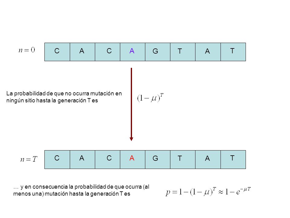 C A. G. T. La probabilidad de que no ocurra mutación en ningún sitio hasta la generación T es. C.