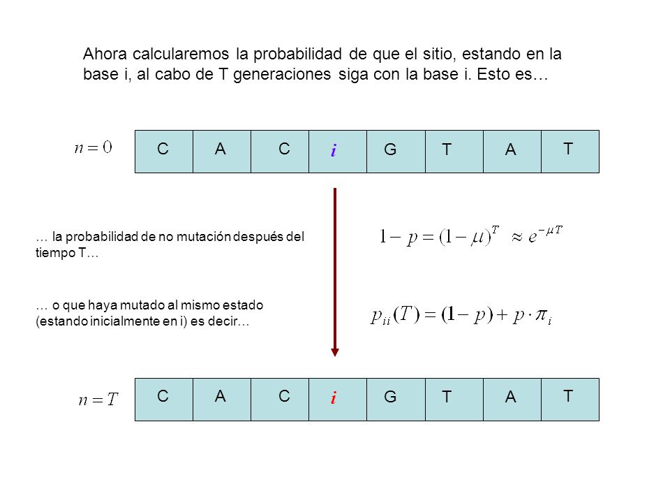 Ahora calcularemos la probabilidad de que el sitio, estando en la base i, al cabo de T generaciones siga con la base i. Esto es…