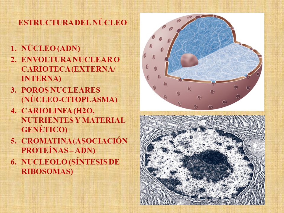ESTRUCTURA DEL NÚCLEO NÚCLEO (ADN) ENVOLTURA NUCLEAR O CARIOTECA (EXTERNA/ INTERNA) POROS NUCLEARES (NÚCLEO-CITOPLASMA)