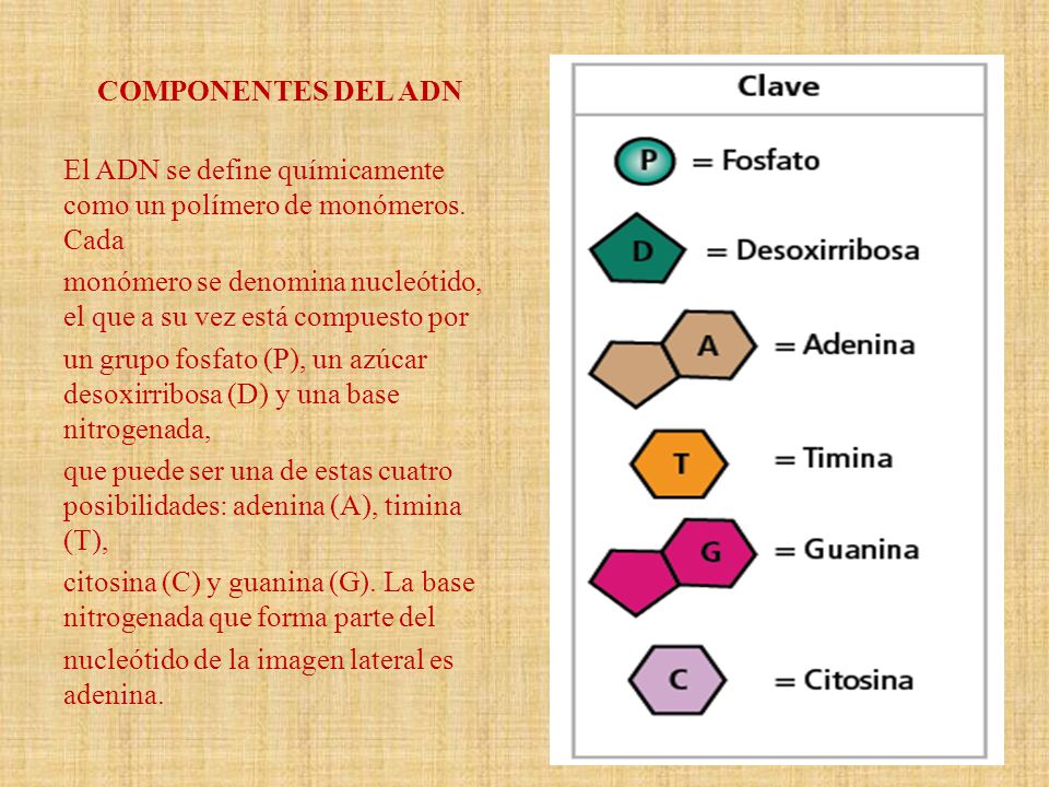 COMPONENTES DEL ADN El ADN se define químicamente como un polímero de monómeros. Cada.