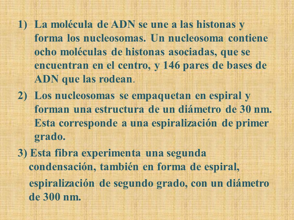La molécula de ADN se une a las histonas y forma los nucleosomas