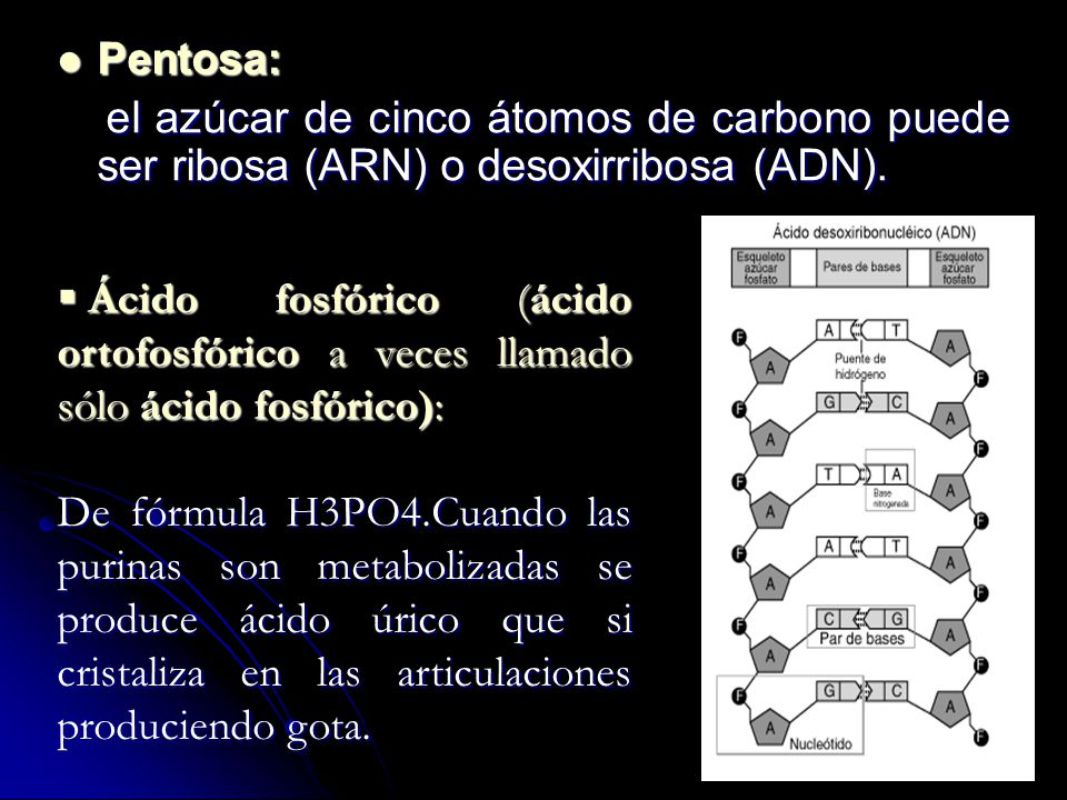 Pentosa: el azúcar de cinco átomos de carbono puede ser ribosa (ARN) o desoxirribosa (ADN).