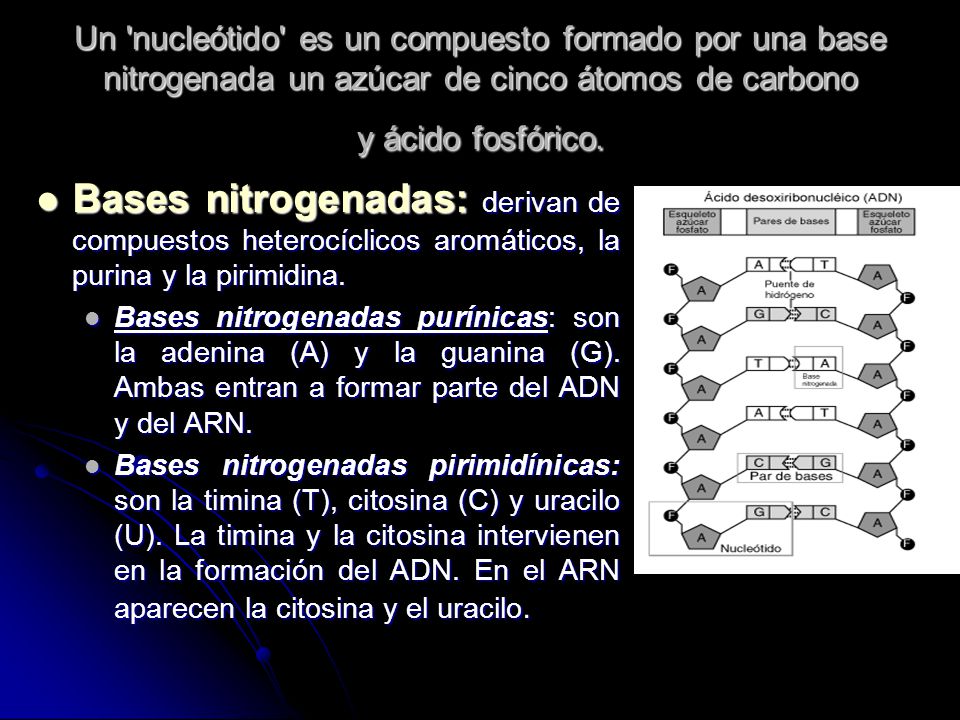Un nucleótido es un compuesto formado por una base nitrogenada un azúcar de cinco átomos de carbono y ácido fosfórico.