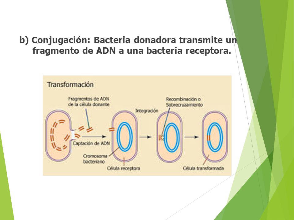 b) Conjugación: Bacteria donadora transmite un fragmento de ADN a una bacteria receptora.