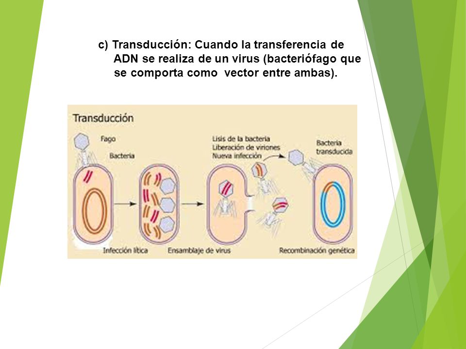 c) Transducción: Cuando la transferencia de ADN se realiza de un virus (bacteriófago que se comporta como vector entre ambas).