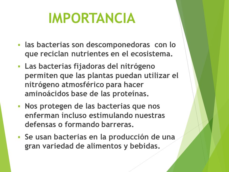 IMPORTANCIA las bacterias son descomponedoras con lo que reciclan nutrientes en el ecosistema.