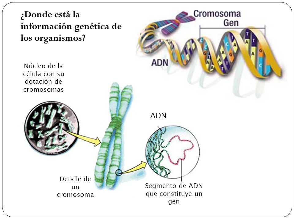 ¿Donde está la información genética de los organismos