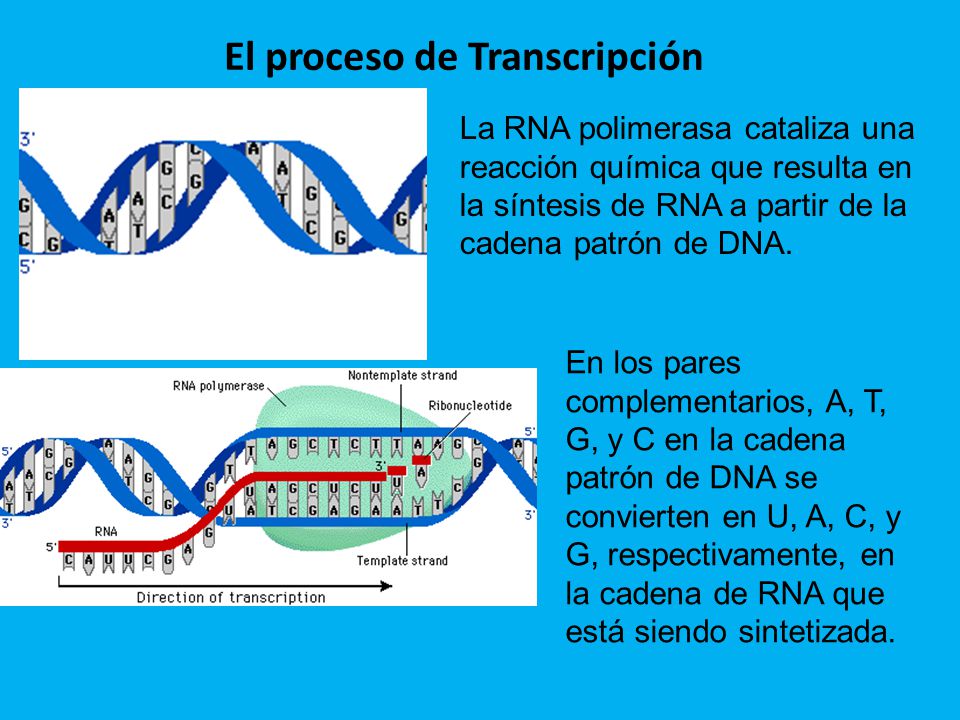 El proceso de Transcripción