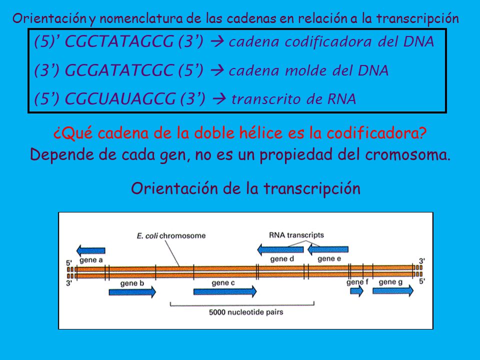 (5)’ CGCTATAGCG (3’)  cadena codificadora del DNA