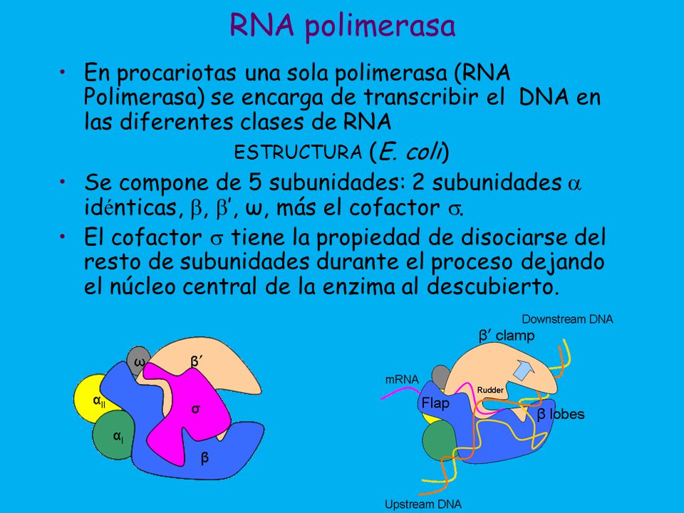 RNA polimerasa En procariotas una sola polimerasa (RNA Polimerasa) se encarga de transcribir el DNA en las diferentes clases de RNA.