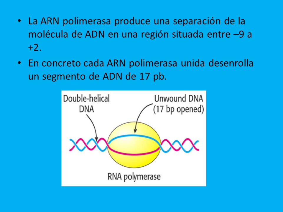 La ARN polimerasa produce una separación de la molécula de ADN en una región situada entre –9 a +2.