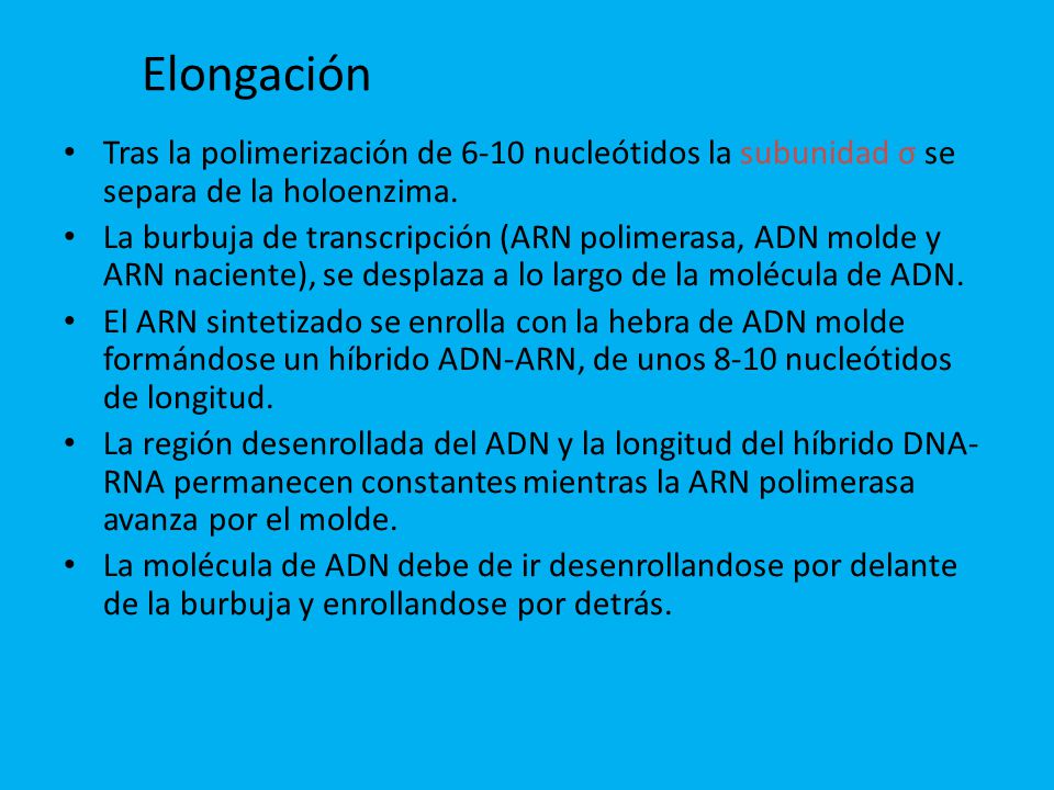 Elongación Tras la polimerización de 6-10 nucleótidos la subunidad σ se separa de la holoenzima.