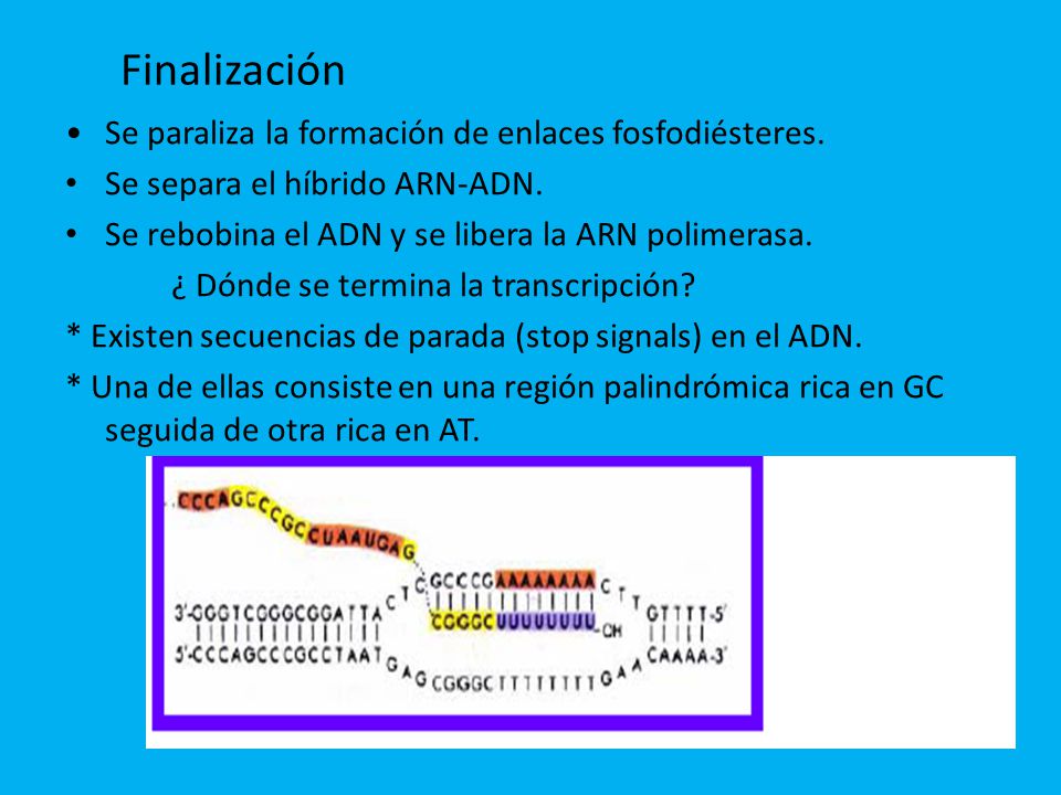 Finalización • Se paraliza la formación de enlaces fosfodiésteres.