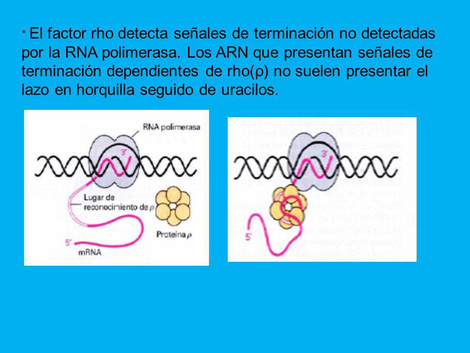 * El factor rho detecta señales de terminación no detectadas por la RNA polimerasa.