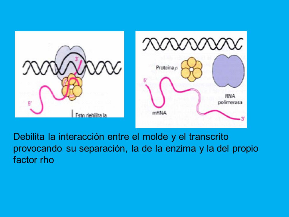 Debilita la interacción entre el molde y el transcrito provocando su separación, la de la enzima y la del propio factor rho