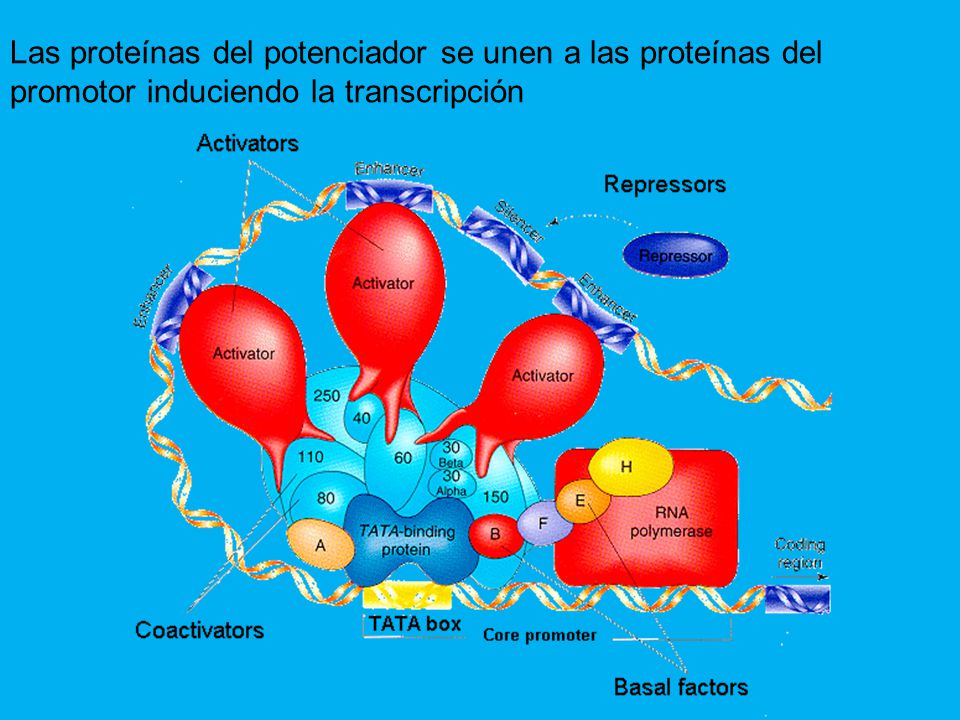 Las proteínas del potenciador se unen a las proteínas del promotor induciendo la transcripción