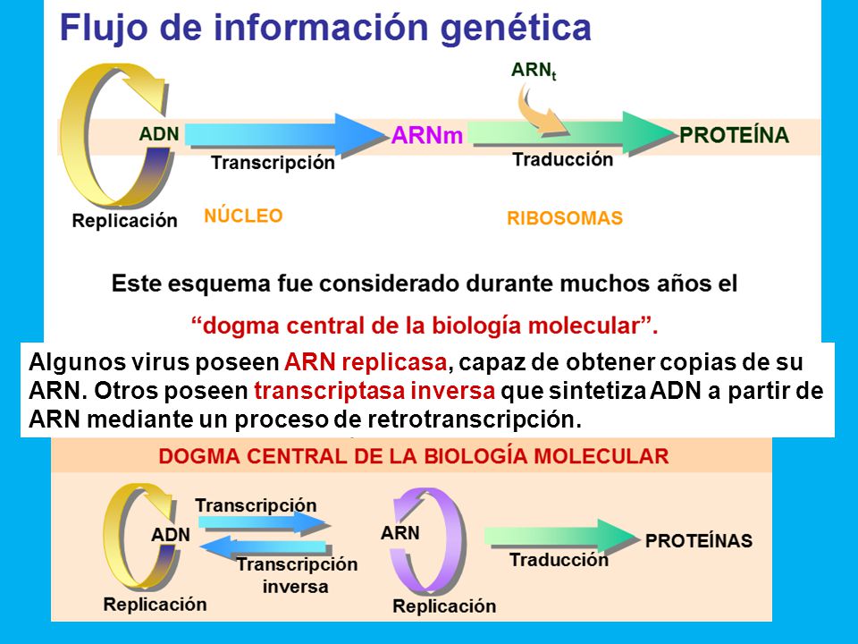 Algunos virus poseen ARN replicasa, capaz de obtener copias de su ARN
