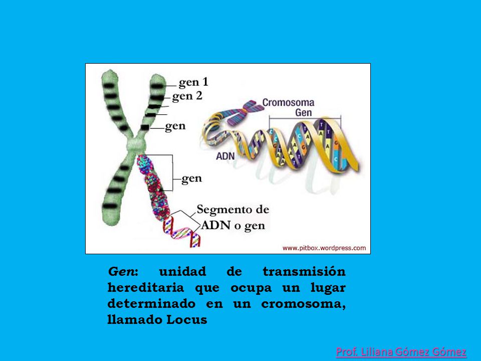 Gen: unidad de transmisión hereditaria que ocupa un lugar determinado en un cromosoma, llamado Locus