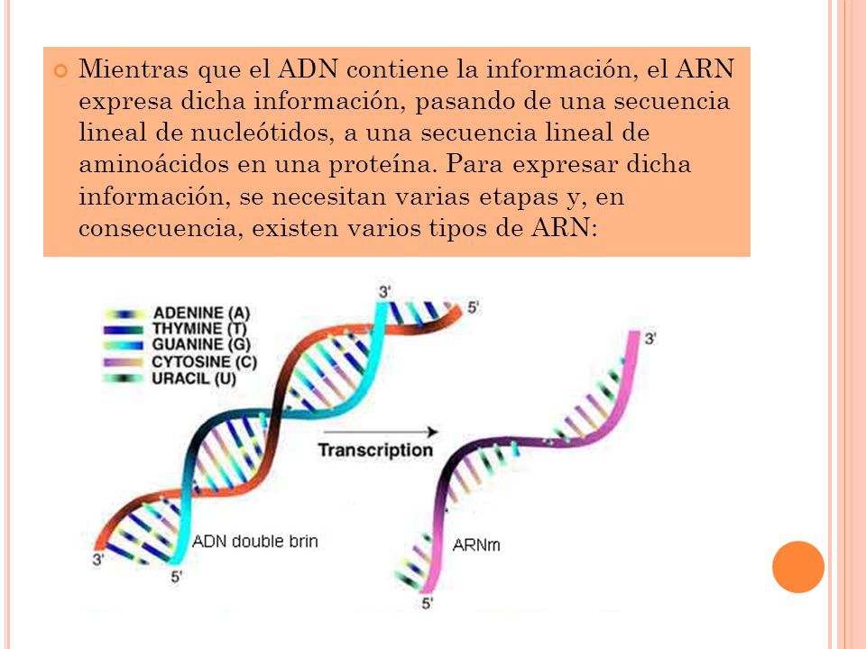 Mientras que el ADN contiene la información, el ARN expresa dicha información, pasando de una secuencia lineal de nucleótidos, a una secuencia lineal de aminoácidos en una proteína.