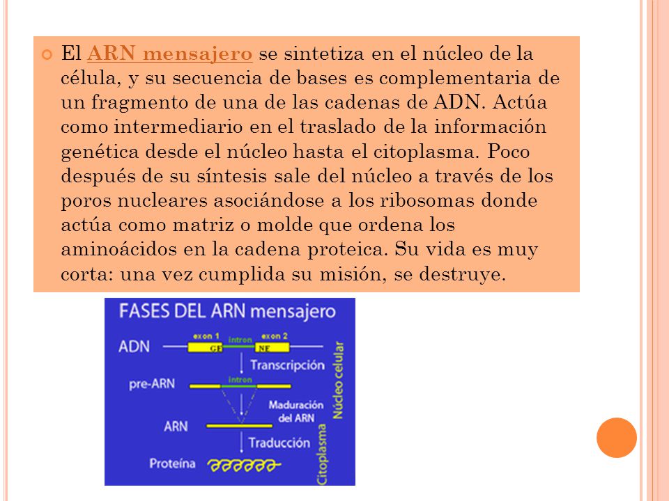 El ARN mensajero se sintetiza en el núcleo de la célula, y su secuencia de bases es complementaria de un fragmento de una de las cadenas de ADN.