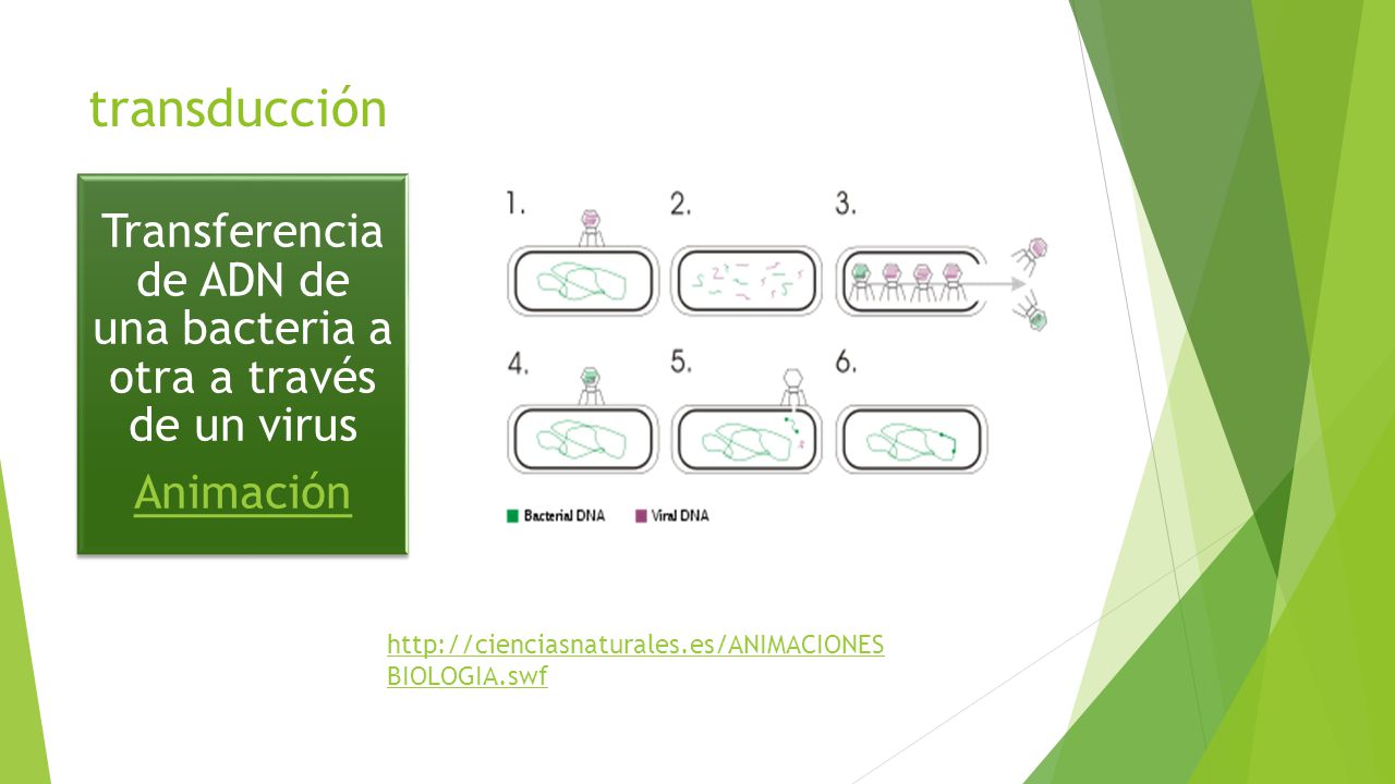 Transferencia de ADN de una bacteria a otra a través de un virus