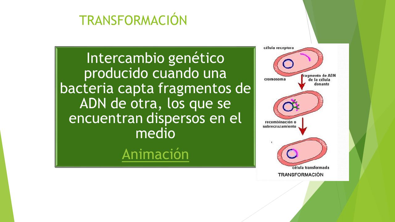 TRANSFORMACIÓN Intercambio genético producido cuando una bacteria capta fragmentos de ADN de otra, los que se encuentran dispersos en el medio.