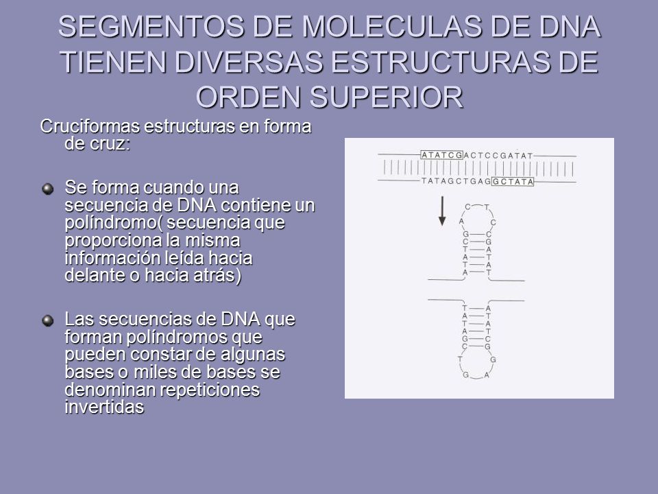 SEGMENTOS DE MOLECULAS DE DNA TIENEN DIVERSAS ESTRUCTURAS DE ORDEN SUPERIOR