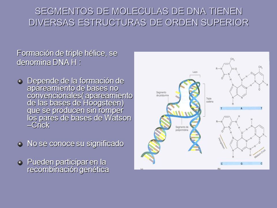 SEGMENTOS DE MOLECULAS DE DNA TIENEN DIVERSAS ESTRUCTURAS DE ORDEN SUPERIOR
