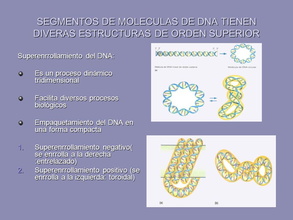 SEGMENTOS DE MOLECULAS DE DNA TIENEN DIVERAS ESTRUCTURAS DE ORDEN SUPERIOR