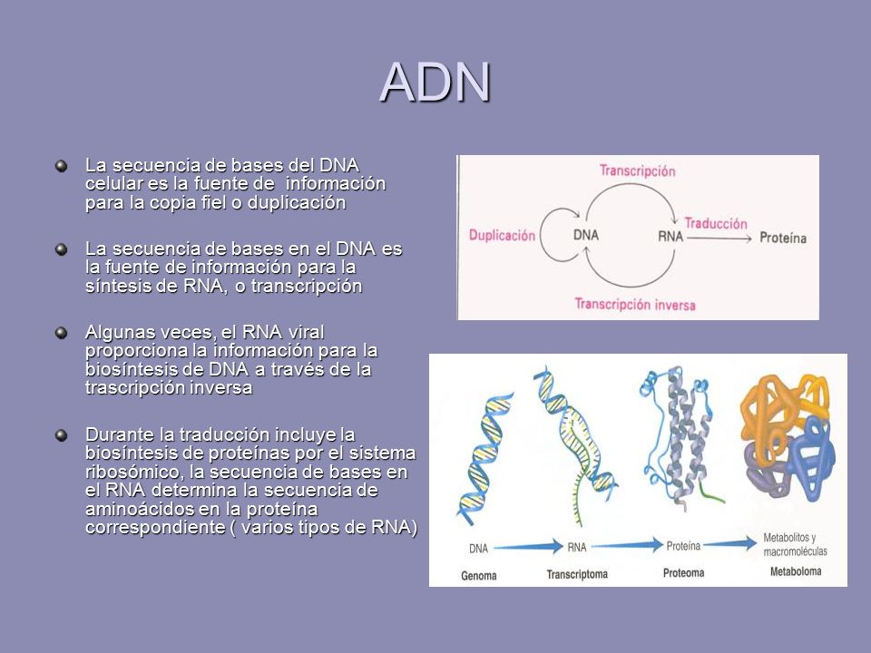 ADN La secuencia de bases del DNA celular es la fuente de información para la copia fiel o duplicación.