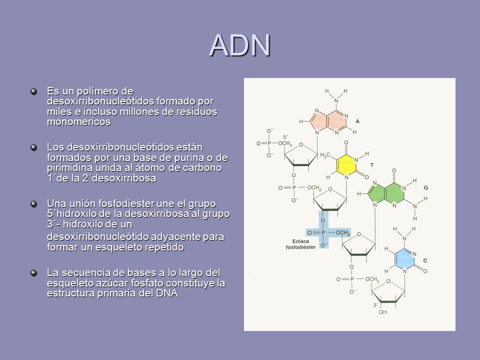 ADN Es un polímero de desoxirribonucleótidos formado por miles e incluso millones de residuos monomericos.