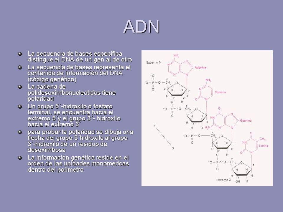 ADN La secuencia de bases especifica distingue el DNA de un gen al de otro.