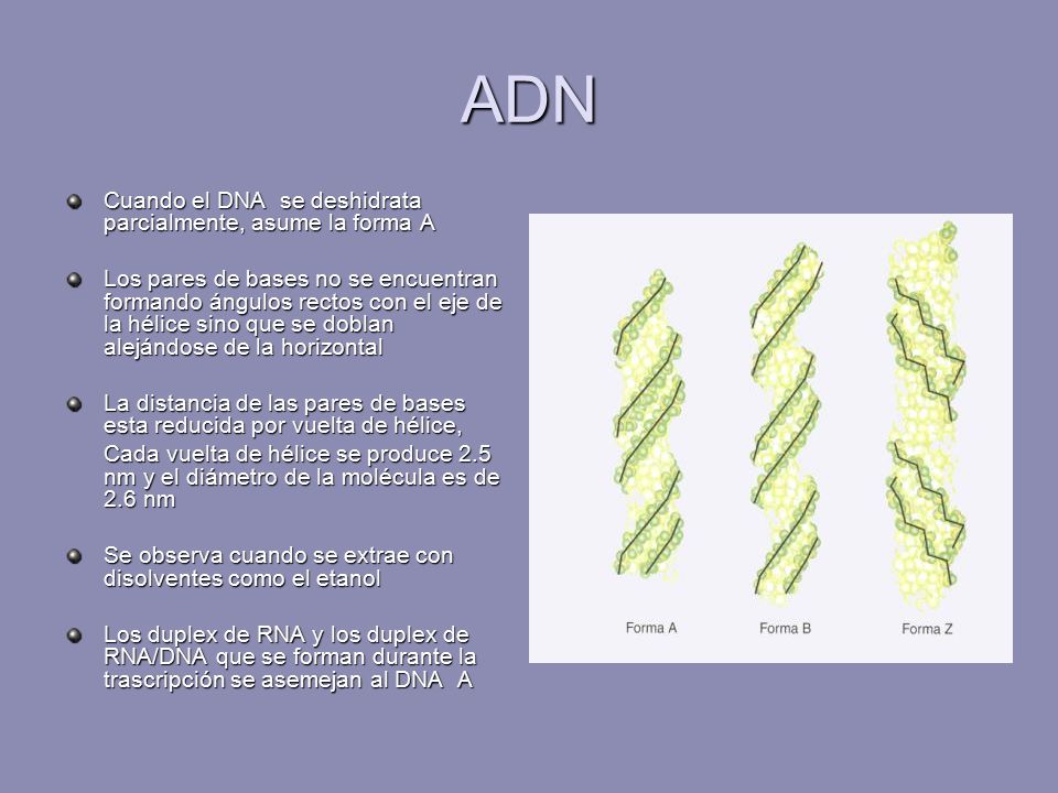 ADN Cuando el DNA se deshidrata parcialmente, asume la forma A