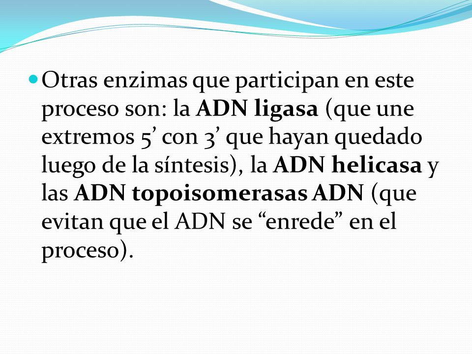 Otras enzimas que participan en este proceso son: la ADN ligasa (que une extremos 5’ con 3’ que hayan quedado luego de la síntesis), la ADN helicasa y las ADN topoisomerasas ADN (que evitan que el ADN se enrede en el proceso).