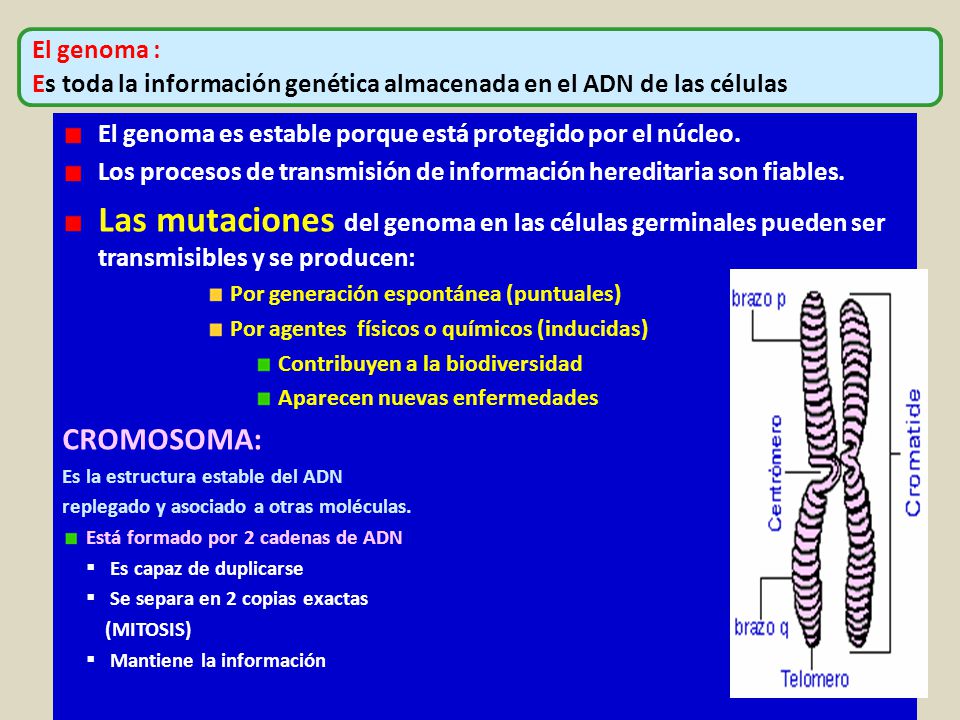 El genoma : Es toda la información genética almacenada en el ADN de las células