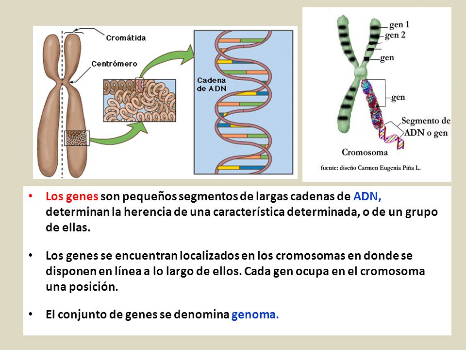 Los genes son pequeños segmentos de largas cadenas de ADN, determinan la herencia de una característica determinada, o de un grupo de ellas.