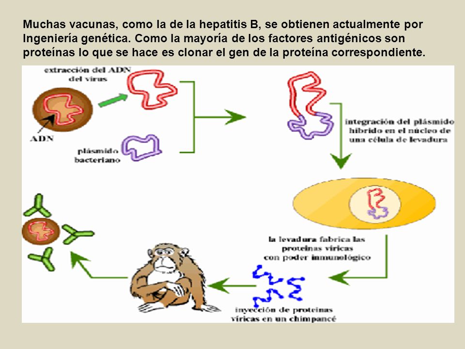 Muchas vacunas, como la de la hepatitis B, se obtienen actualmente por Ingeniería genética.