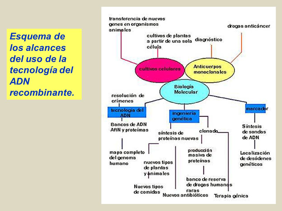 Esquema de los alcances del uso de la tecnología del ADN recombinante.