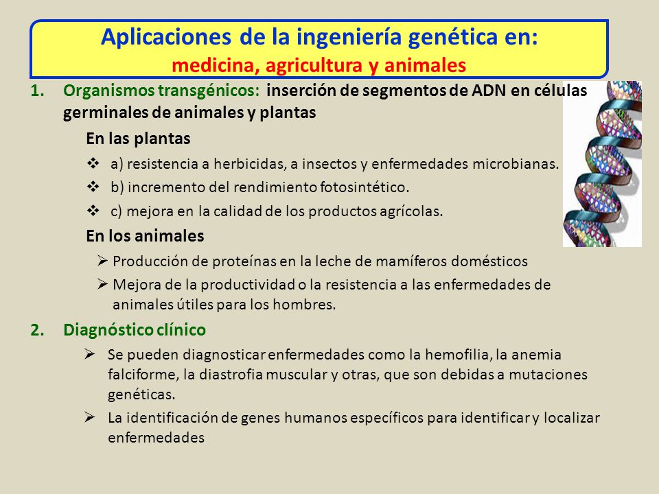 Aplicaciones de la ingeniería genética en: medicina, agricultura y animales