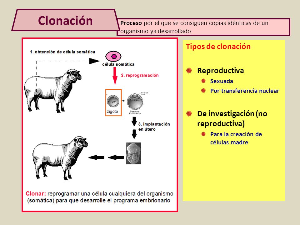 Clonación Proceso por el que se consiguen copias idénticas de un organismo ya desarrollado. Tipos de clonación.