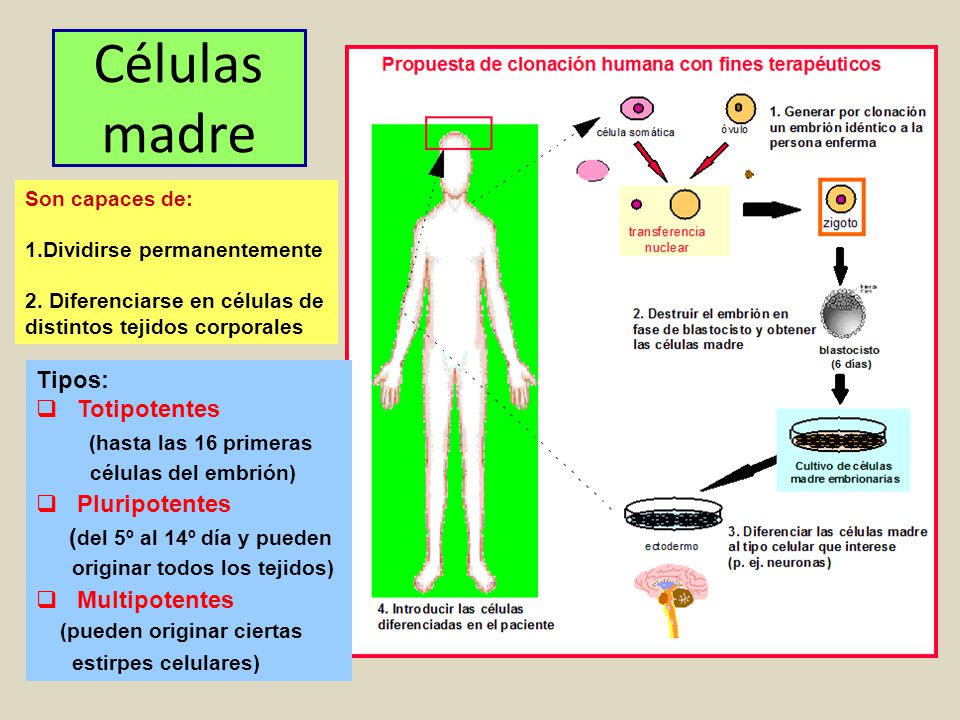 Células madre Tipos: Totipotentes (hasta las 16 primeras Pluripotentes