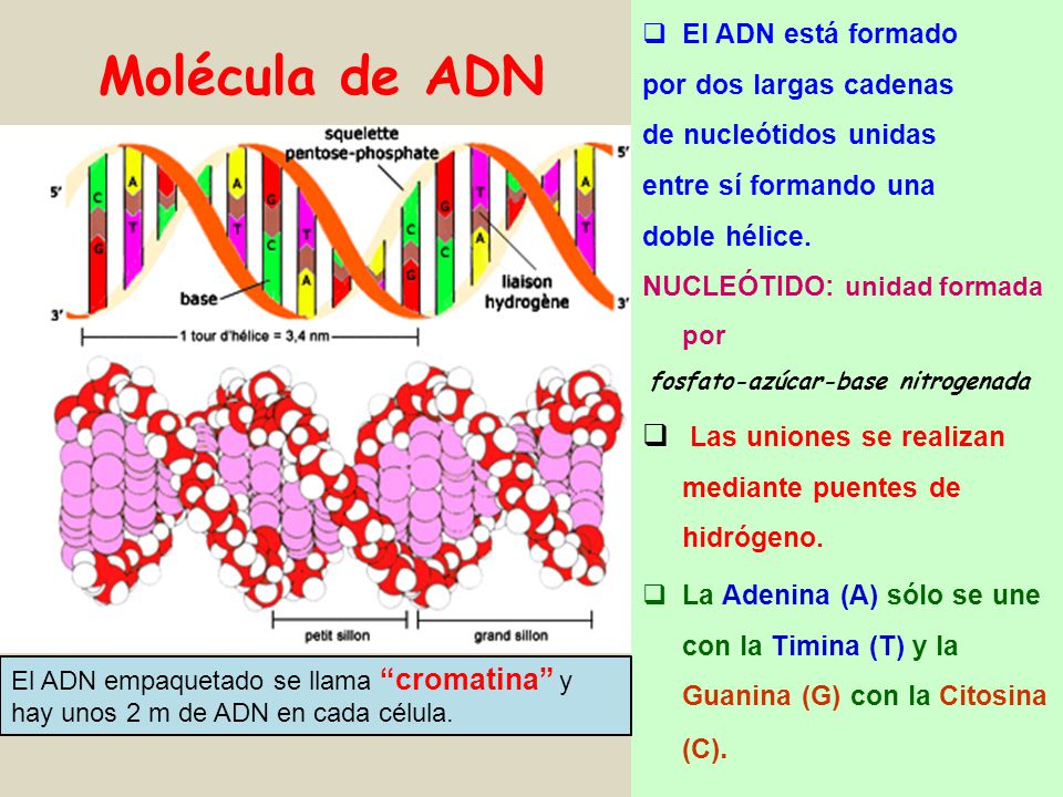 Molécula de ADN Las uniones se realizan mediante puentes de hidrógeno.