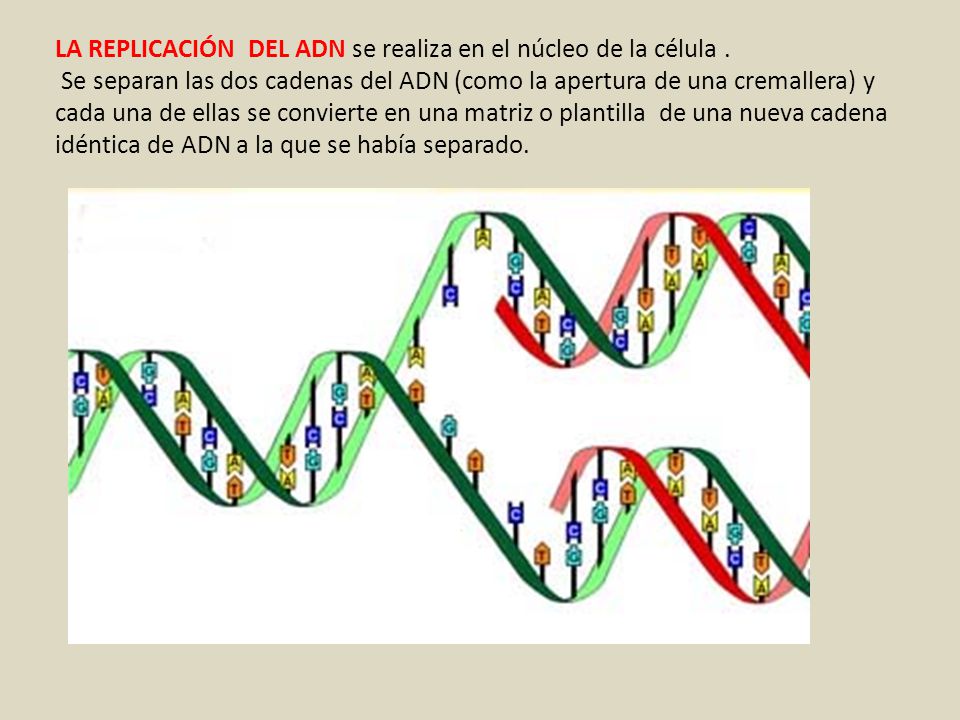 LA REPLICACIÓN DEL ADN se realiza en el núcleo de la célula