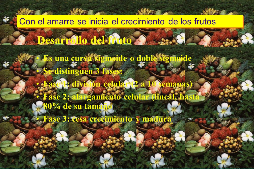 Con el amarre se inicia el crecimiento de los frutos