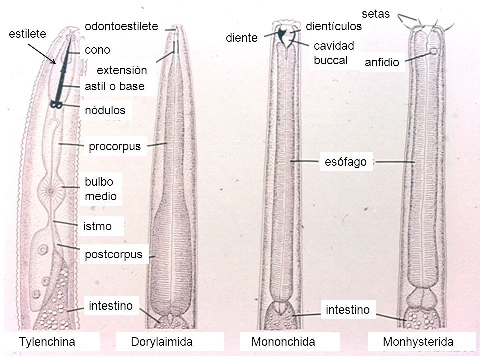 Tylenchina Dorylaimida. Mononchida. Monhysterida. cono. astil o base. nódulos. procorpus. bulbo.