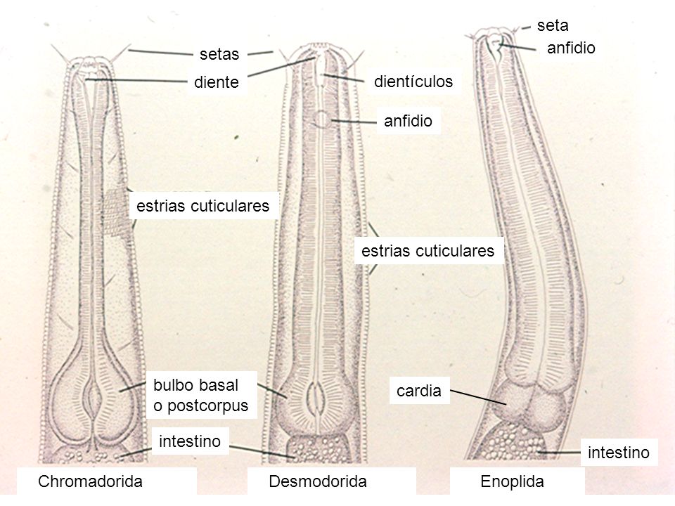 Chromadorida Desmodorida. Enoplida. bulbo basal. o postcorpus. diente. dientículos. setas. anfidio.