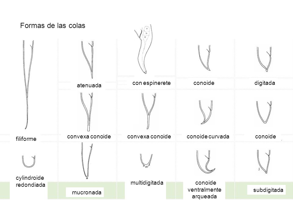 Formas de las colas atenuada con espinerete conoide digitada filiforme